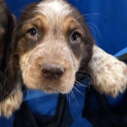 Monkey Bear - Liver white and tan male English Springer Spaniel puppy in Coeur D'alene, Idaho from Springer Hollow