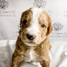 Goldendoodle Puppies from Upper Bay Goldendoodles