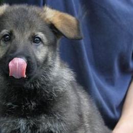 German Shepherds and Golden Retrievers from Von Der Raeuberbande German Shepherds