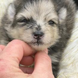 Marcel - Brindle male Pomeranian puppy in Franklin, North Carolina from A&J Cutie Pawtooties