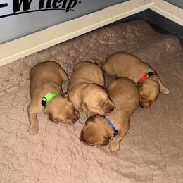 Boy 1 - Golden male Golden Retriever puppy in Albany, Georgia from Sassafras Goldens