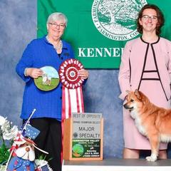 Icelandic Sheepdogs and Mudis from Velaris