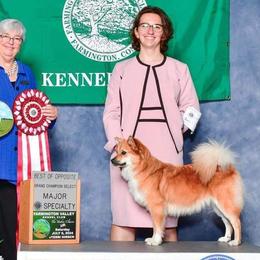 Icelandic Sheepdogs and Mudis from Velaris