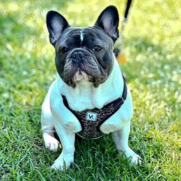 French Bulldogs from Hogue's Family Frenchie's