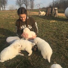Border Collie and Maremma Sheepdog Puppies from 2J 2K Border Collies & Maremma Sheepdogs
