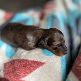 Dachshund Puppies from TMJ Dachshunds & More