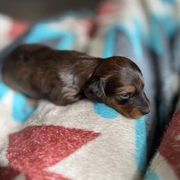 Dachshund Puppies from TMJ Dachshunds & More