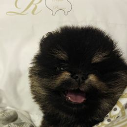 Pomeranian Puppies from Silver’s Reigning Heir Poms