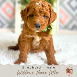 Shepherd - Red  male Goldendoodle puppy in Atlanta, Georgia from Teddy Puppies