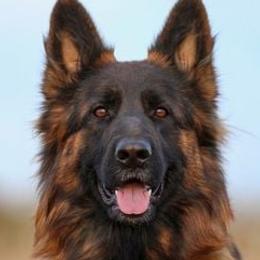 Dakari - German Shepherd