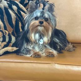 Dunkin - Yorkshire Terrier
