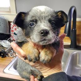 Wide mask standard Blue ( Red mrkg) - Blue female Australian Cattle Dog puppy in Lenoir, North Carolina from Blue Coyote Ranch