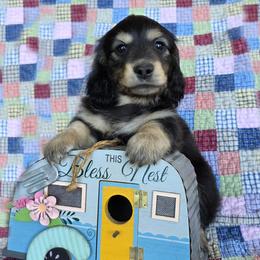 Fudge Brownie - Black and cream male Dachshund puppy in Grants Pass, Oregon from vom Treuen Wachter