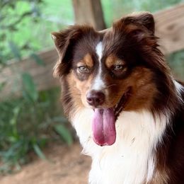 Miniature Australian Shepherds from Blue Stars on the Brazos