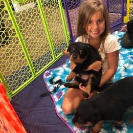 Rottweiler Puppies from Central Valley Rottweilers