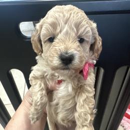 Ivory - Cream female Maltipoo puppy in Apple Valley, California from Boujeepups