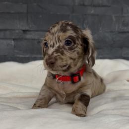Otto - Dapple male Dachshund puppy in Goodyear, Arizona from AZ Royal Doxies llc