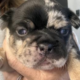 Fabio - Tricolors male French Bulldog puppy in York, South Carolina from Furevermore Boxers and Furevermore Frenchies