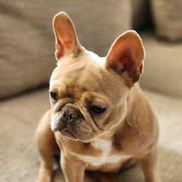Biscuits - French Bulldog