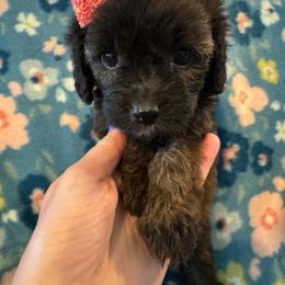 Dalia - Sable female Cavapoo puppy in Howe, Oklahoma from Cuddly Cavapoos