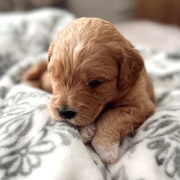 Buc-ee - Goldendoodle puppy from Dolly Doodle’s Doodles