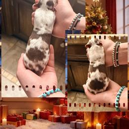 Seven - Red merle female Miniature Australian Shepherd puppy in North Lakeport, California from Wild Rose Ranch