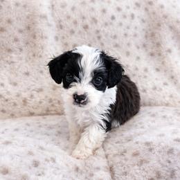 Minnie - female Aussiedoodle puppy in Louisville, Mississippi from Kristy’s Kennels