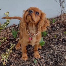 Cavalier King Charles Spaniel Puppies from StoryBook Cavaliers