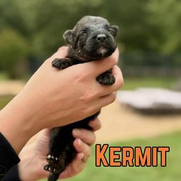 Kermit - Sable male German Shepherd puppy in Canton, Texas from WILDWOOD GERMAN SHEPHERDS