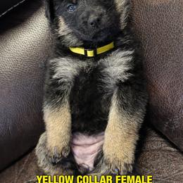 German Shepherd Puppies from Brooks High Quality Breeders