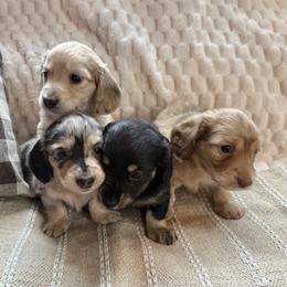 Dachshund puppies from Renberg's Elite Dachshunds