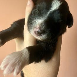 Espresso - Black tri female Miniature Australian Shepherd puppy in Gatesville, Texas from Southern Promise Aussie’s
