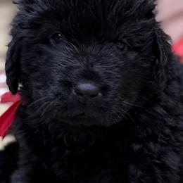 Red Boy - Black male Newfoundland puppy in Pottstown, Pennsylvania from Latin of Course Newfoundlands