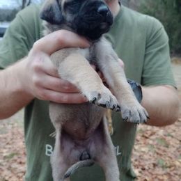 Pink girl - Fawn Mastiff puppy in Dowagiac, Michigan from Flanders Kennels LLC