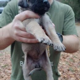 Pink girl - Fawn Mastiff puppy in Dowagiac, Michigan from Flanders Kennels LLC