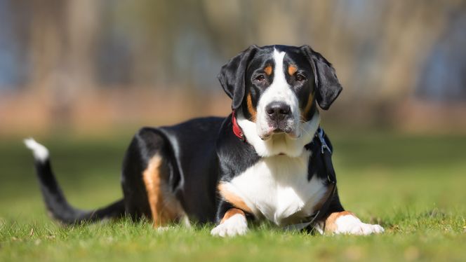 Greater Swiss Mountain Dog