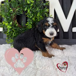 Goldendoodle Puppies from Maryland Designer Doodles