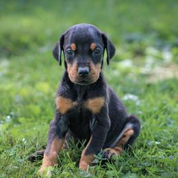 Dior - Black and rust female Doberman Pinscher puppy in Winchester, Ohio from 32 Farms