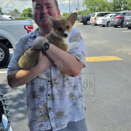 Pembroke Welsh Corgi Puppies from AW Corgis