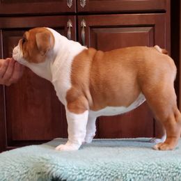 Bulldog Puppies from Hermy's Bulldogs