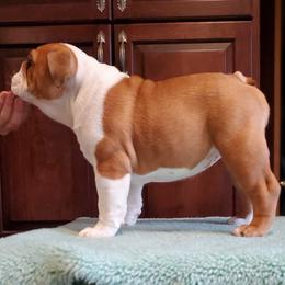 Bulldog Puppies from Hermy's Bulldogs