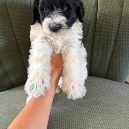 Charity - Parti female Labradoodle puppy in Churchill County Fallon, Nevada from Card Family Ranch