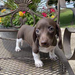 Dachshund Puppies from Benji’s Babies