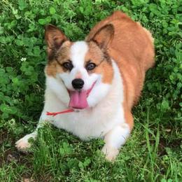 Border Collies, Dachshunds, and Pembroke Welsh Corgis from Whisenhunt Farms