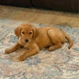 Pistol - Dark golden male Golden Retriever puppy in Marshfield, Missouri from Hilltop Kennel LLC