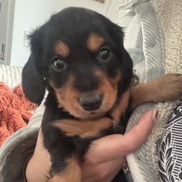 Dozer - Dachshund