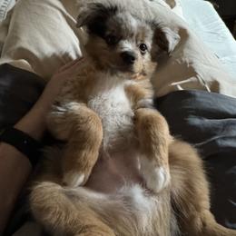 Miniature Australian Shepherd and Toy Australian Shepherd Puppies from Ashley's Aussies, LLC
