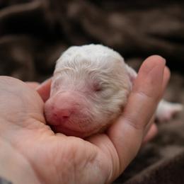 Birdie Red Girl - Cream female Goldendoodle puppy in Lafayette, Alabama from Sweethaven Kennels