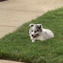 Shetland Sheepdog Puppies from Agee's World of Shelties