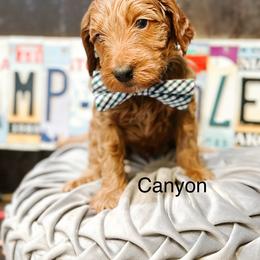 Canyon - Red  male Goldendoodle puppy in Pasco, Washington from Camp Doodle Woods